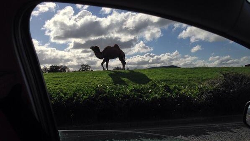 Motorists spotted the camels near the M50 in Finglas (Pic: @brendanhurley)