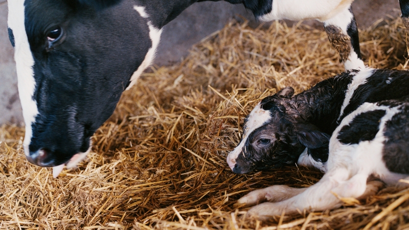 The new kit will reduce diagnosis time in sick calves by up to four weeks