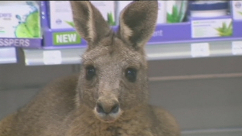 Cyrus was taken to a vet to be assessed and treated