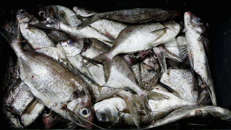 Original Commission proposal was for a 75% reduction in some fish quotas