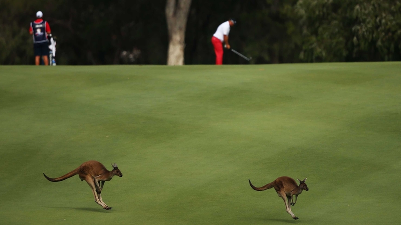 Kangaroos hop across the fairway as Justin Walters of South Africa lines up a shot at Lake Karrinyup