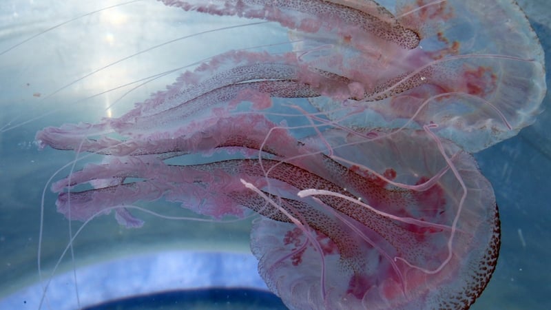 20,000 fish were killed at Marine Harvest Ireland's Clare Island facility by jellyfish
