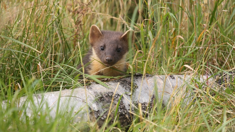 The population of pine martens has grown since the 1970s as they have been protected by law
