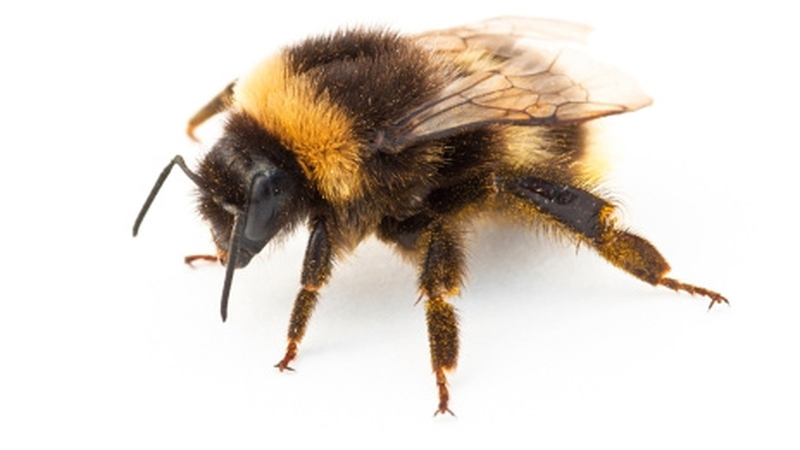 TCD researchers have found that bees improve seed production in rapeseed