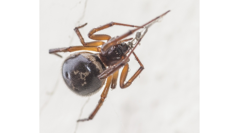 The False Widow spider arrived in Ireland in the 1990s