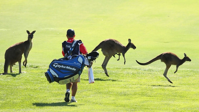 The caddy of Peter Lawrie walks among kangaroos on the sixth fairway at the Perth International