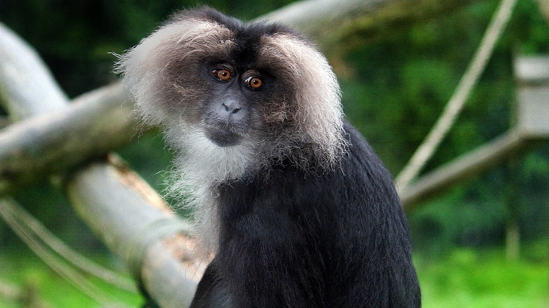 Six lion-tailed macaques escaped from Belfast Zoo on Monday - five have been found
