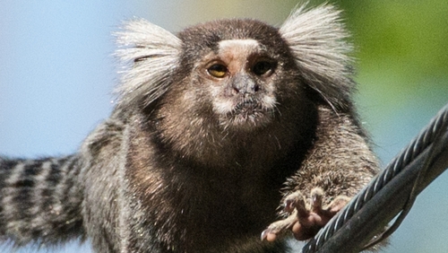 Marmoset, similar to the one pictured, was found in a cage in Paul Murtagh's car