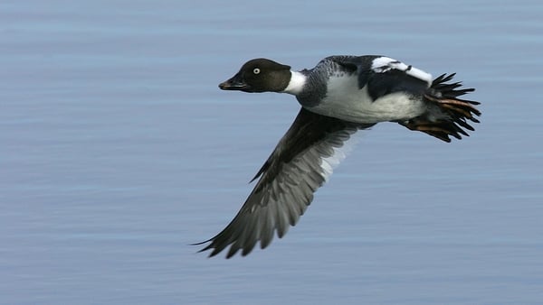 Fewer birds like the Goldeneye duck are spending winter at Lough Neagh