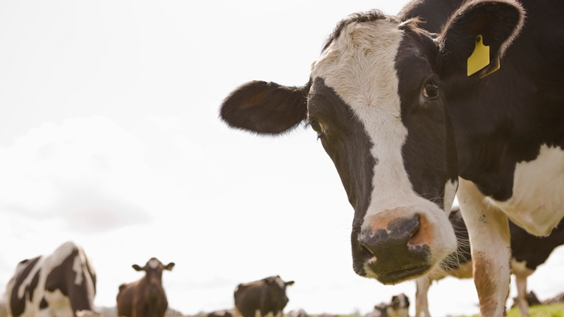 Up to 30 marts are still owed money from TLT International that has gone into receivership