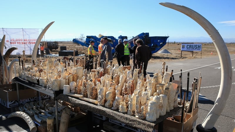 Six tonnes of ivory confiscated by the US Fish and Wildfire Service is displayed at the Rocky Mountain Arsenal Wildlife Refuge