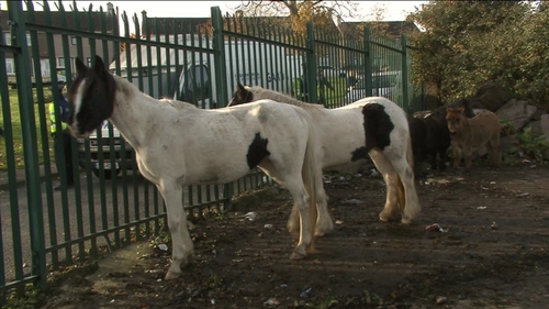 More than 3,000 horses have been impounded throughout the country this year