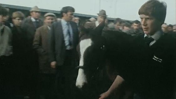 Shergar's Son (1983)