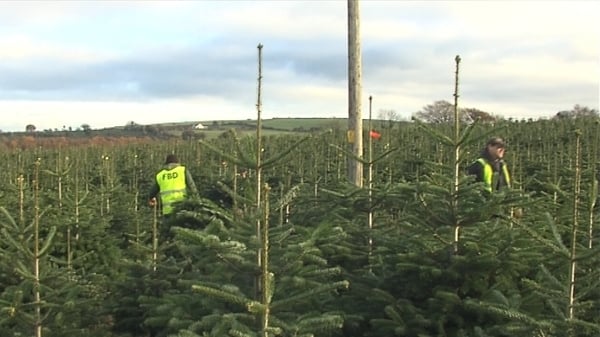 Surge in Christmas tree sales