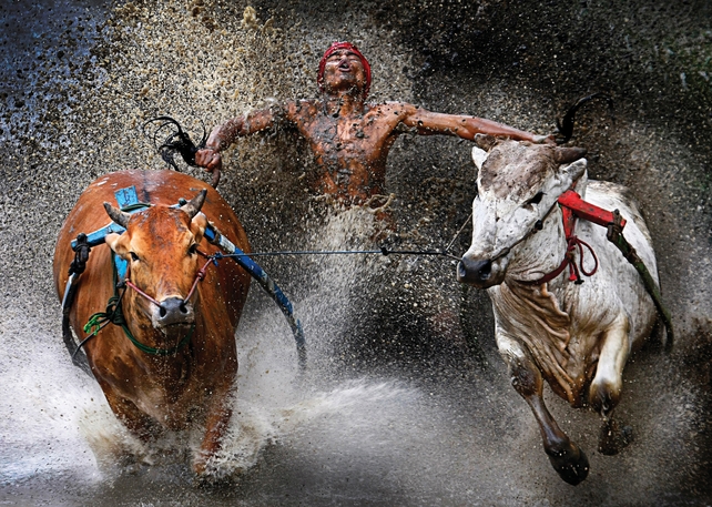 Pacu Jawi Bull Race, Indonesia (Wei Seng Chen, Malaysia)