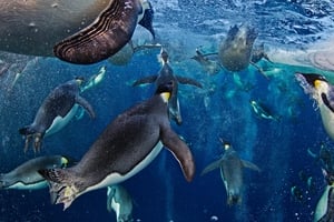 Emperor Penguins, Ross Sea (Paul Nicklen, Canada, National Geographic magazine)