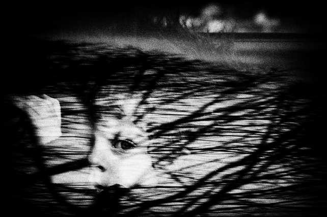 Kurir Milan, Belgrade, Serbia (Nemanja Pancic, Serbia)