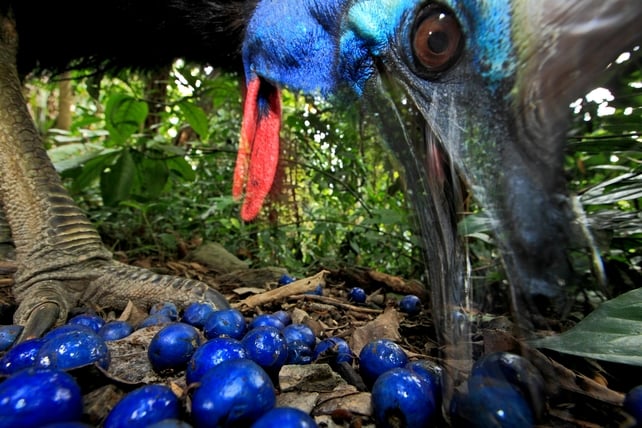 Southern Cassowary, Australia (Christian Ziegler, Germany)