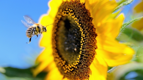 Farmers will not be allowed to use the insecticide, sold under brands Calypso and Biscaya, after April 30 this year