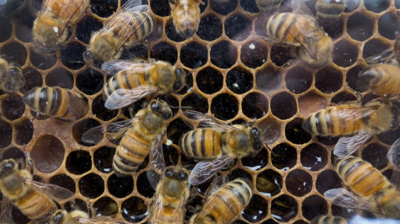 Bees vital to nature have been in decline