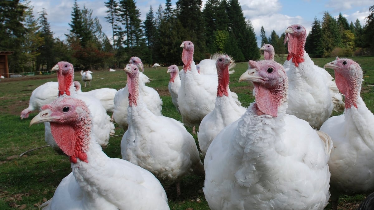 Biosecurity is best protection to prevent spread of bird flu