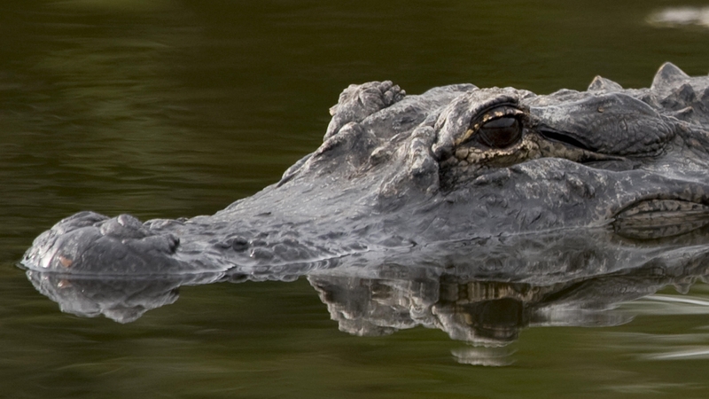 The woman was trying to save her dog after the alligator first attacked the pet (Stock image)