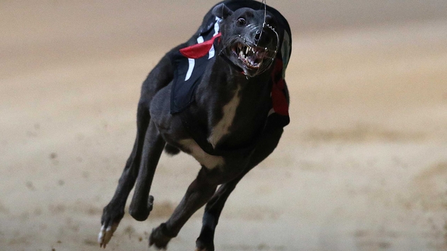 Slippery Robert won the Irish Derby at Shelbourne Park