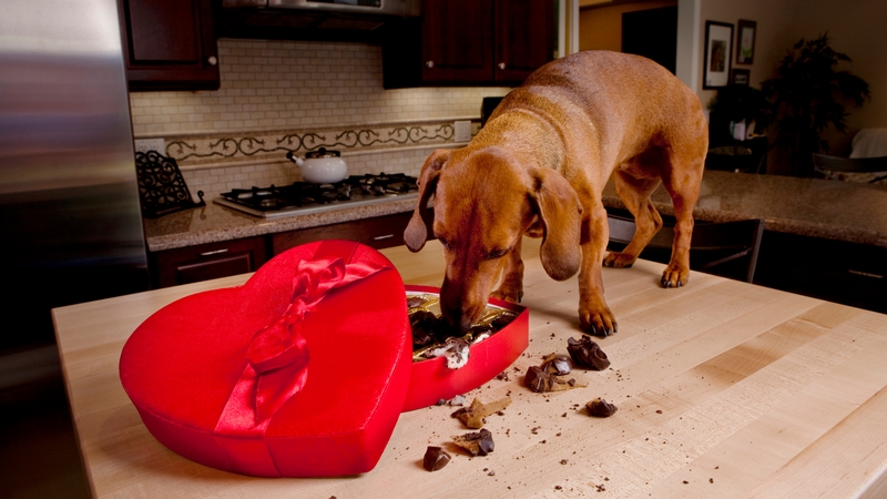 The RSPCA says chocolate can cause fits, comas and heart failure in dogs