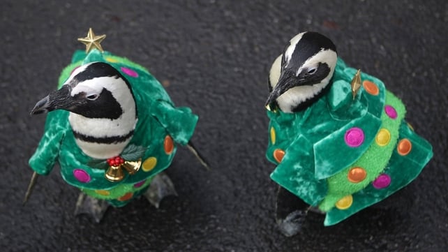 Penguins dressed in Christmas tree costumes are paraded at Everland, South Korea's largest amusement park
