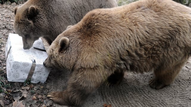 Brown bears look at a package filled with treats and wrapped as a Christmas gift at the zoo in La Fleche, western France