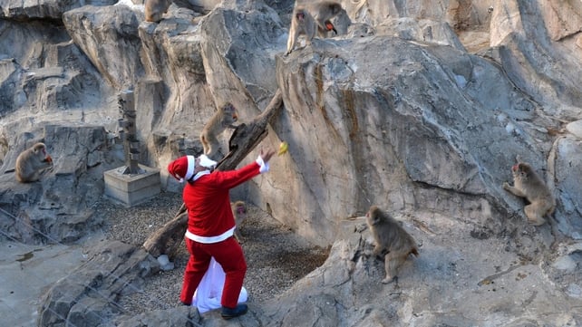 A zookeeper wearing a Santa Claus costume feeds fruit and vegetables to Japanese macaques at Tokyo's Ueno Zoo