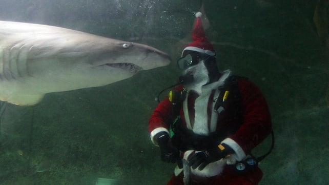 Santa Claus feeds a shark during a visit to the Manly SEA LIFE Sanctuary in Sydney, Australia