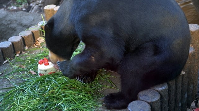 A Malay bear eats a cake for Christmas at Tokyo's Ueno Zoo