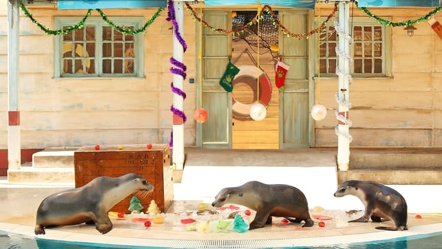 Australian fur seals inspect Christmas treats at Taronga Zoo