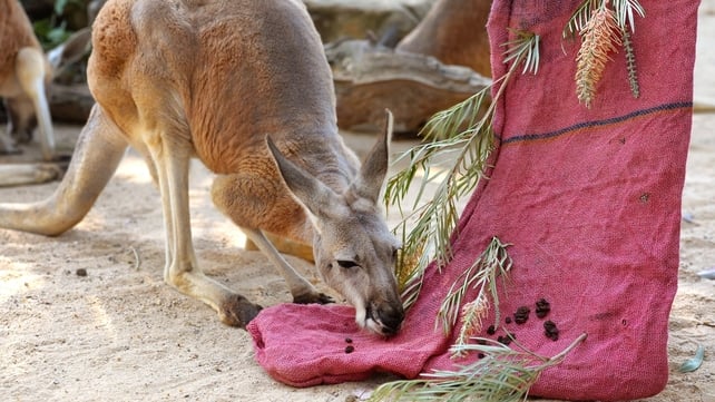 A kangaroo nibbles on a giant Christmas stocking as animals at Sydney's Taronga Zoo
