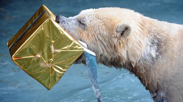 A polar bear opens a package filled with food and wrapped as a Christmas gift at the zoo in La Fleche, western France