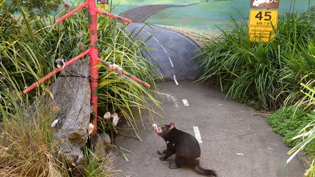 A Tasmanian Devil chews on dead mice and chicks as animals at Sydney's Taronga Zoo received Christmas-themed treats in their enclosures