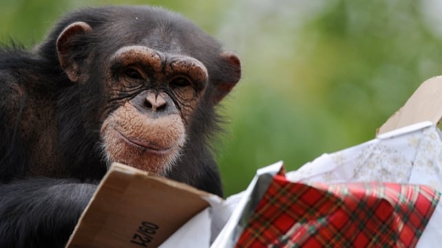 A chimpanzee looks for treats as he opens a package wrapped as a Christmas gift at the zoo in La Fleche, western France
