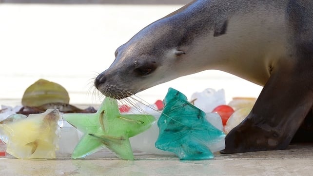 A seal inspects an ice block filled with fish as animals at Sydney's Taronga Zoo