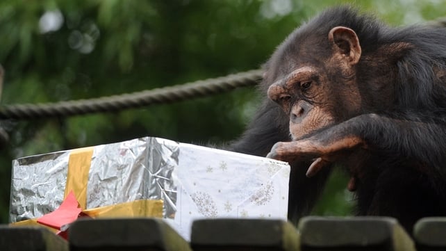 A chimpanzee opens a package filled with treats at the zoo in La Fleche