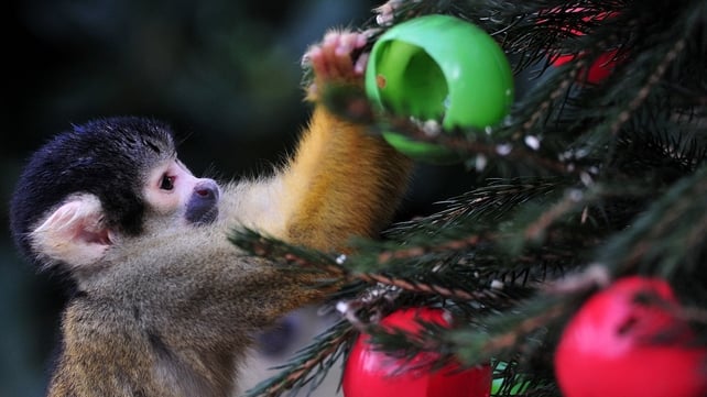 A squirrel monkey eats from christmas tree baubles filled with silkworms and crickets during a photocall at London Zoo