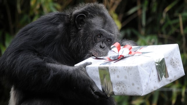A chimpanzee opens a package filled with treats and wrapped as a Christmas gift in La Fleche