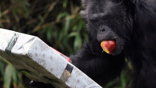 A chimpanzee looks at a package filled with treats and wrapped as a Christmas gift at the zoo in La Fleche, western France