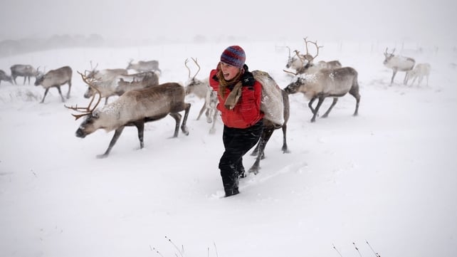 Eve Grayson feeds the Cairngorm Reindeer Herd in Aviemore, Scotland. Reindeer were introduced to Scotland in 1952 by Swedish Sami reindeer herder Mikel Utsi