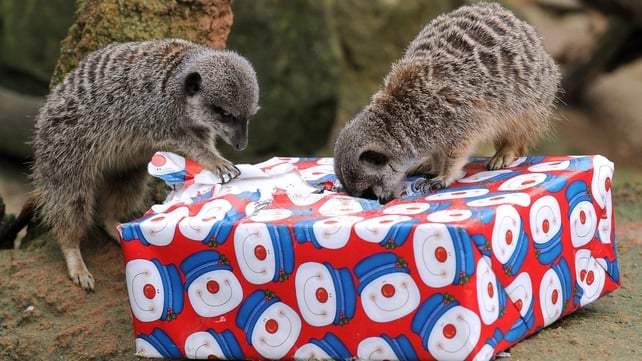 Meerkats look for mealworms in a Christmas gift at the Hanover zoo