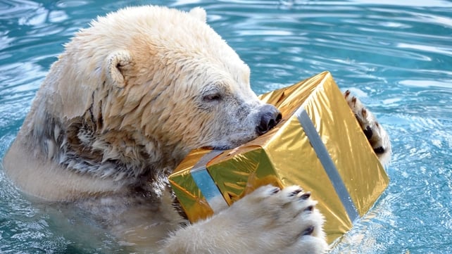 A polar bear opens a package filled with food and wrapped as a Christmas gift at the zoo in La Fleche, western France