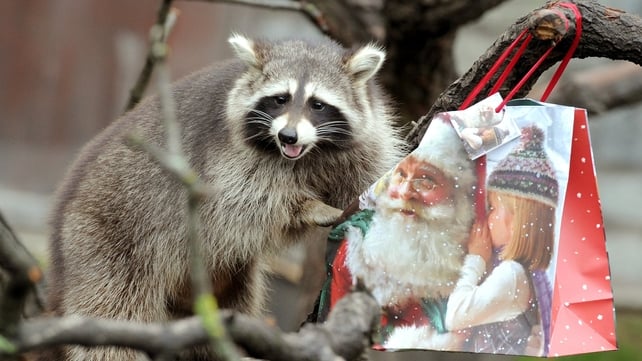 Washbear Bella checks a Christmas bag of fruit and nuts at her enclosure in the zoo in Hanover, Germany