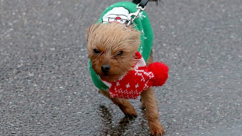 A small dog wearing a Christmas jumper is blown around in Sidmouth, England
