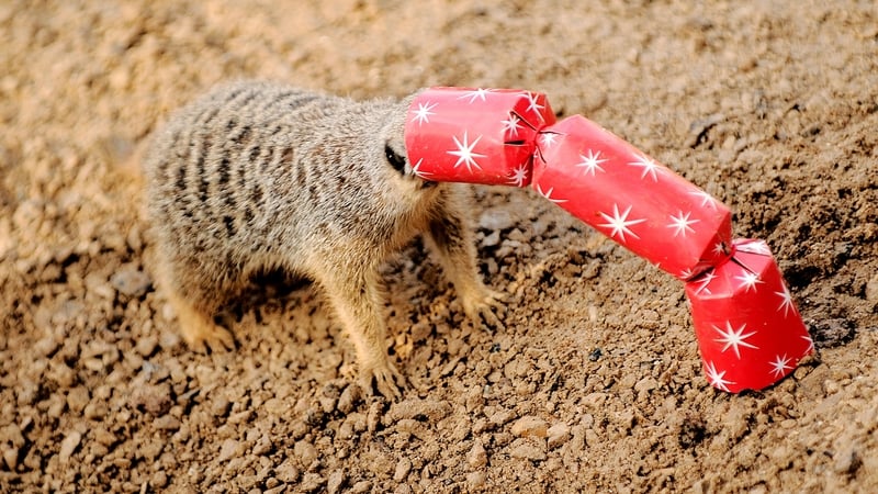 Data analyst Nathan Cunningham said his findings were 'a little startling'