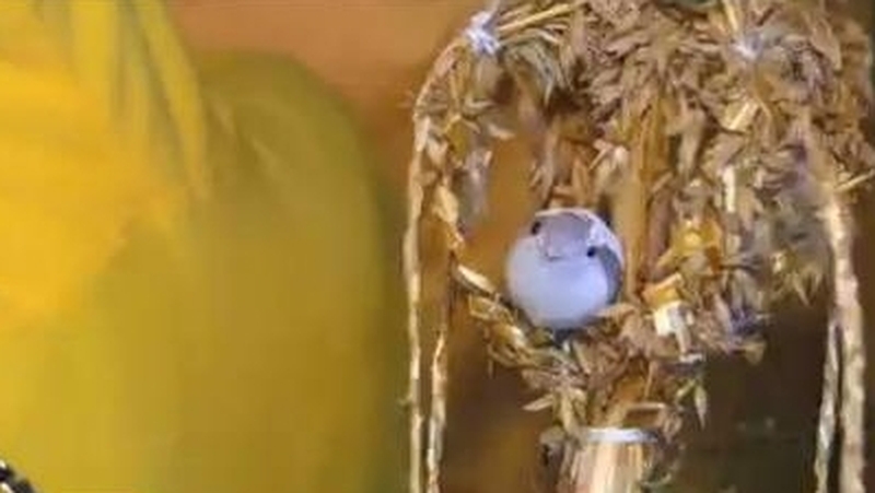 An dreoilín sona seascair ina nead shúgáin.